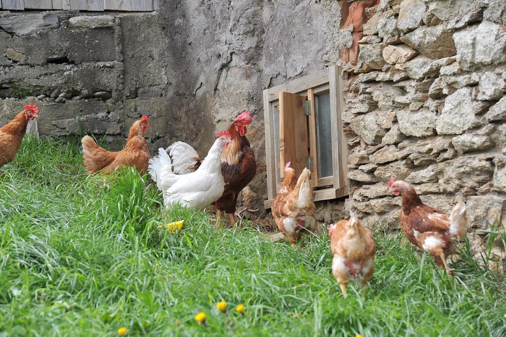 Baumgartner - Bauernhaus Weißkirchen in Steiermark Extérieur photo